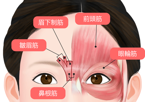 眉間のシワ解剖図